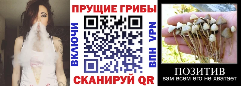купить  сайты  Цоци-Юрт  mega ссылка  Галлюциногенные грибы MAGIC MUSHROOMS 